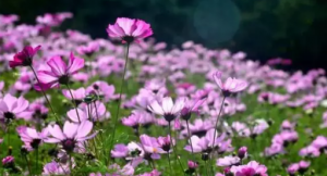 ��ά���ӣ�Һ�����������ϻ��ܡ�