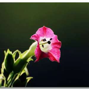 �������̲Ž������̲�Ҳ����һ���Ǵ���