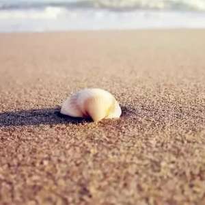 �ҿ����̡��̡߳���ɫ�̵߳�������ɴ