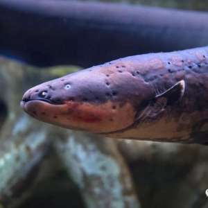 ˲��ŵ�ߴ�800������������������η���ģ�